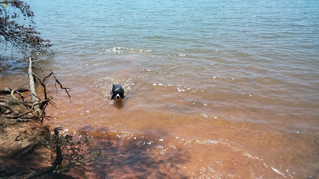 Trooper shows us he knows how to swim.